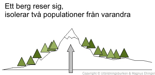 De två populationerna isoleras från varandra