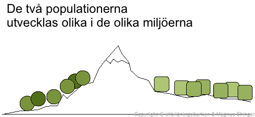 Populationerna på de två lokalerna utvecklas åt olika håll