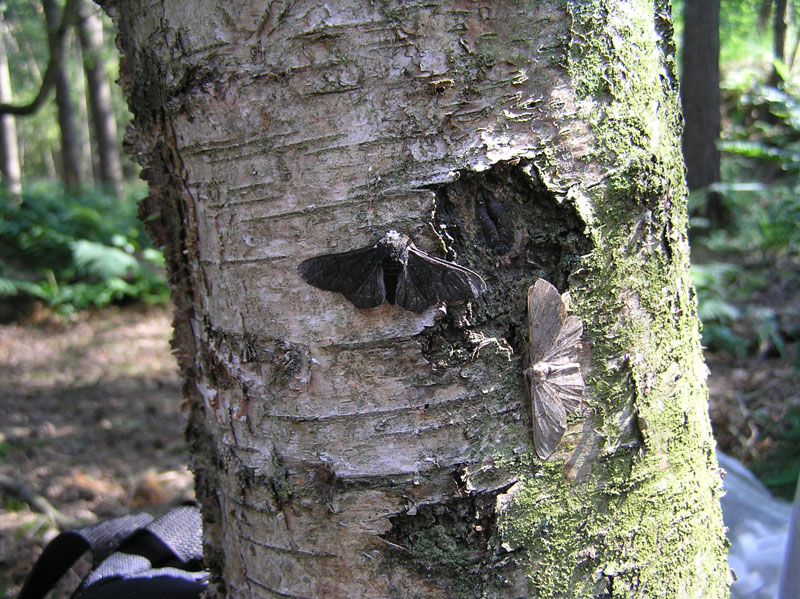 Björkmätare (Biston betularia) i spräcklig och svart variant.