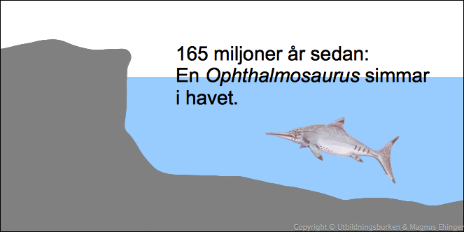 Hur ett fossil bildas (1).