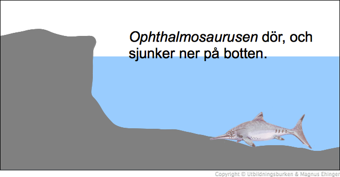 Hur ett fossil bildas (2).