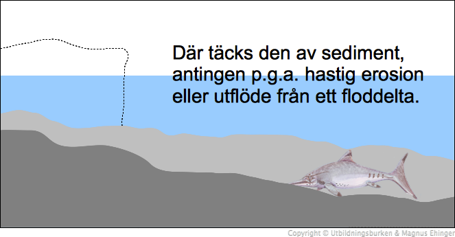 Hur ett fossil bildas (3).