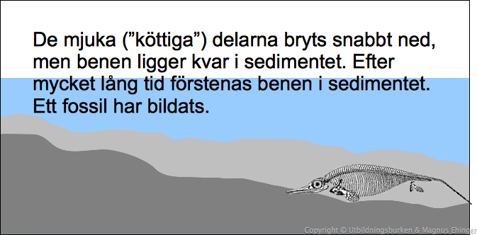 Hur ett fossil bildas (4).