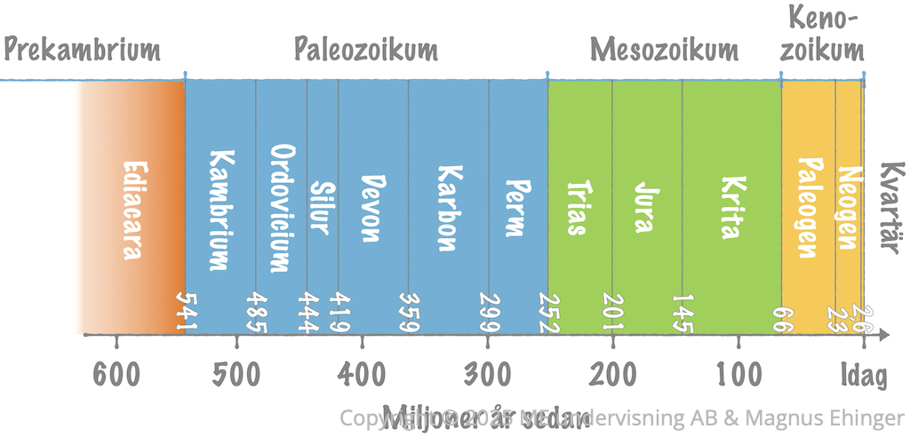 Geologiska eror och perioder från 600 miljoner år sedan till idag.
