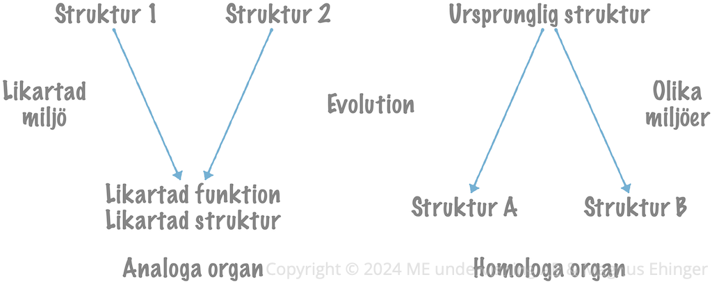 Konvergent evolution (struktur 1 och 2 till vänster) leder till att analoga organ med likartad struktur och funktion uppstår. Vid divergent evolution (struktur A och B till höger) divergerar en ursprunglig struktur/ett ursprungligt organ och får olika funktion i olika arter.