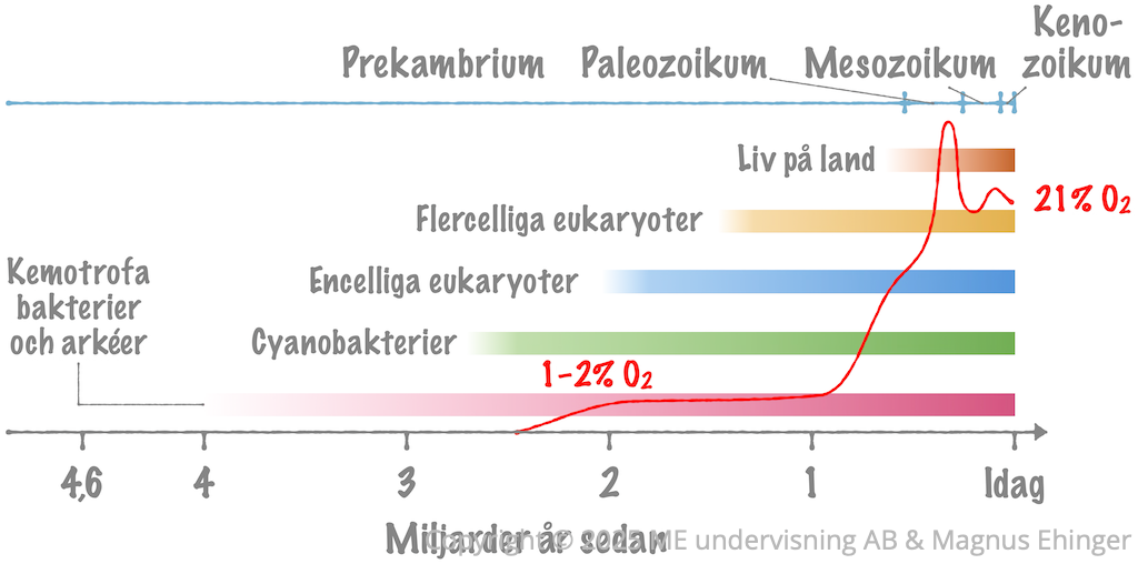 Översikt över livets utveckling på jorden.