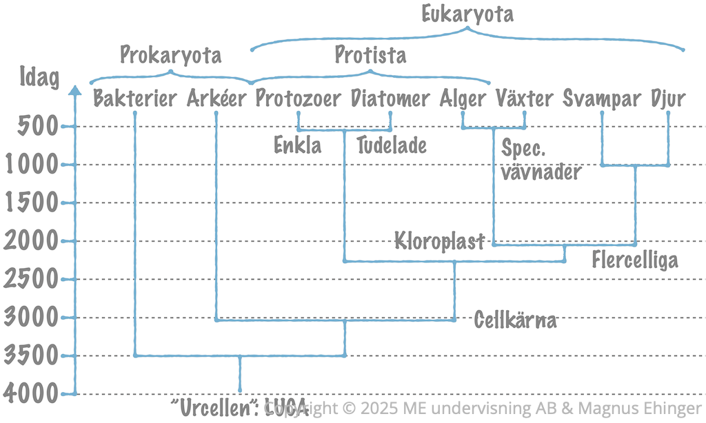 Ungefär såhär menar vi idag att alla organismer är släkt med varandra.