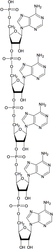 Polyadenin.
