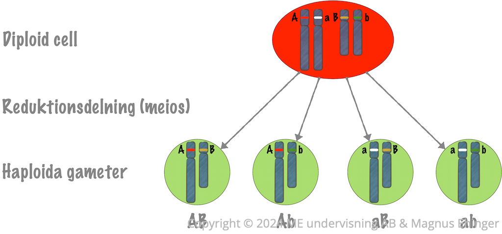 En diploid blomma som är AaBb bildar haploida gameter som är AB, Ab, aB och ab.