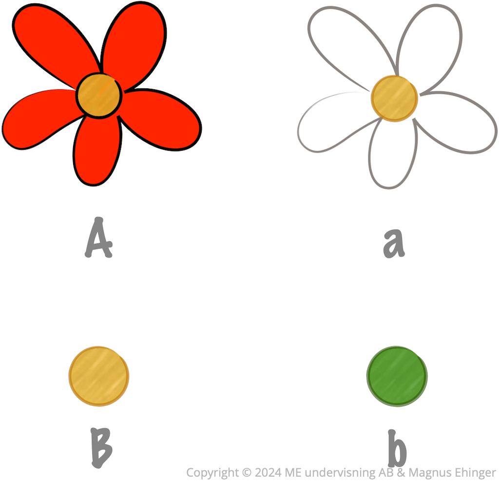 I det här korsningsförsöket dominerar röd blomfärg (A) över vit (a) och gul ärtfärg (B) över grön (b).