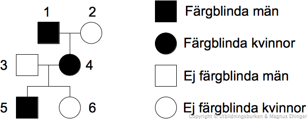 Hur färgblindhet kan ärvas.