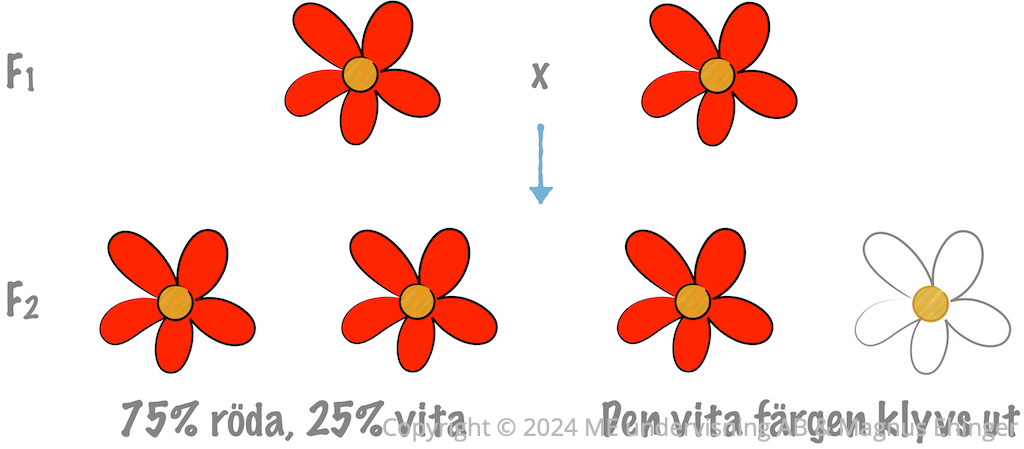När F₁:orna återkorsades klövs den vita blomfärgen ut i 25% av avkommorna.