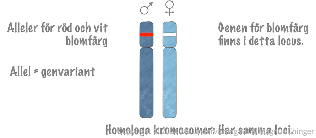 Homologa kromosomer har samma loci, det vill säga samma gener (men ibland i olika varianter).