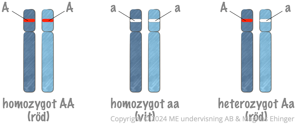 Homozygota och heterozygota alleler. Eftersom röd färg (A) är dominant, blir den heterozygota blomman röd.
