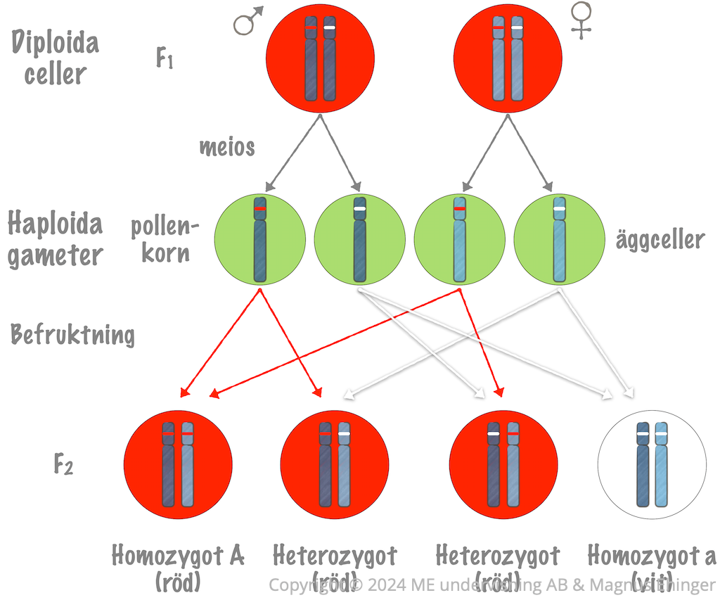 Korsning av två röda, heterozygota föräldrablommor resulterar i 75% röda blommor och 25% vita. (Kromosomerna från fadern och modern har fått olika blåa nyanser för att man lättare ska kunna följa dem i korsningen.)