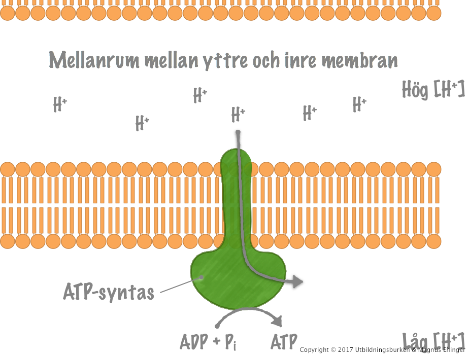 ATP-syntas.