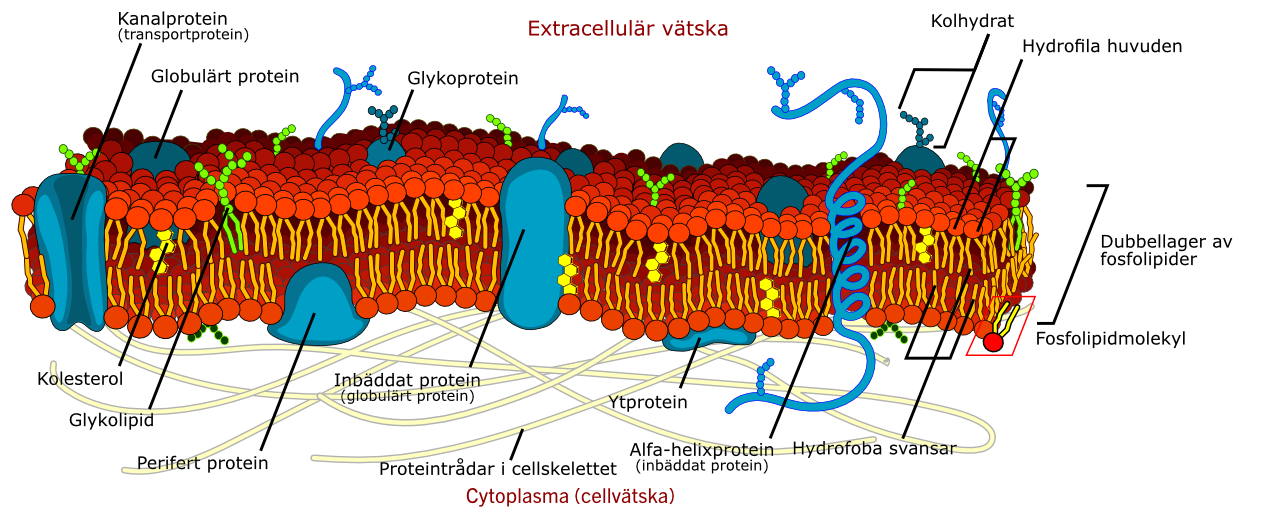 Cellmembranet har en mängd olika proteiner i sig, bland annat kanalproteiner (längst till vänster), som bildar genomsläppliga porer i membranet.