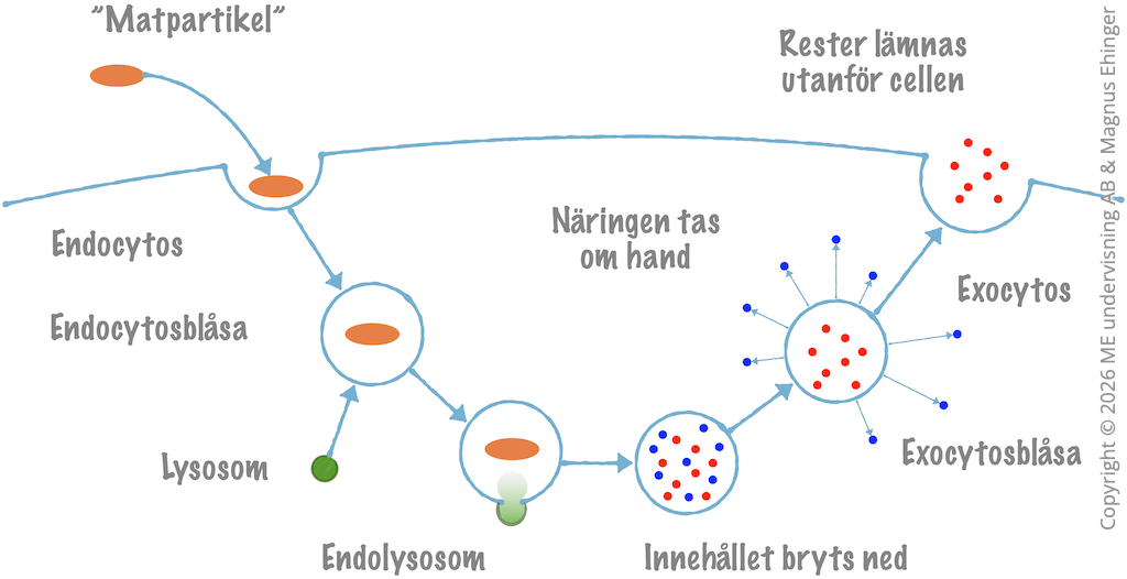 Principen för endo- och exocytos.