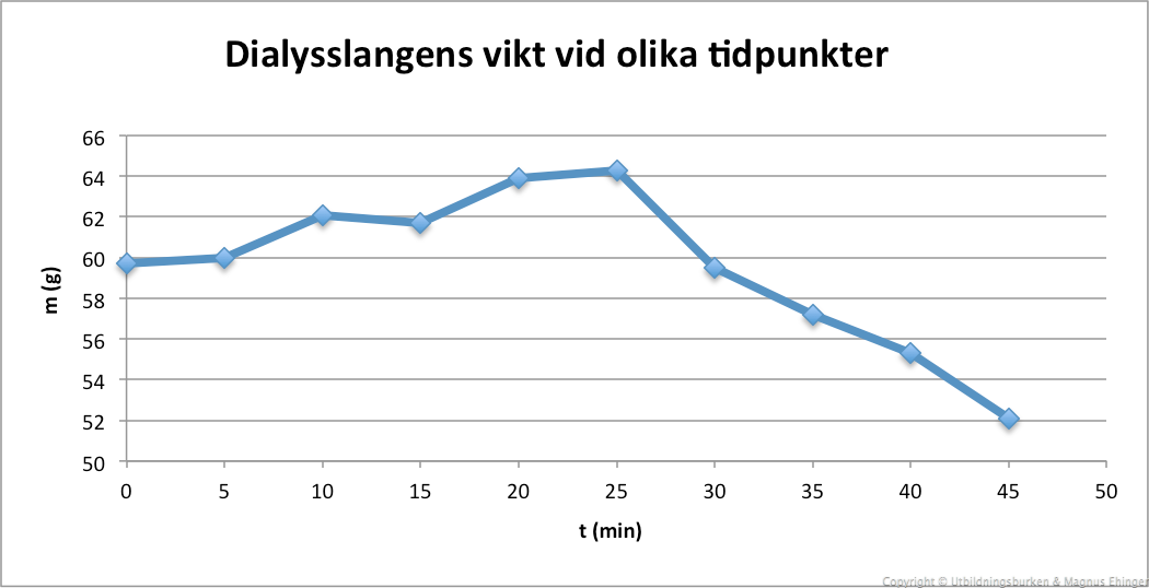 Dialysslangens vikt vid olika tidpunkter.