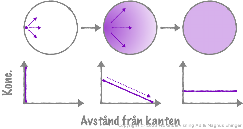 Bläcket diffunderar längs sin koncentrationsgradient tills koncentrationen är lika stor genom hela bägaren.