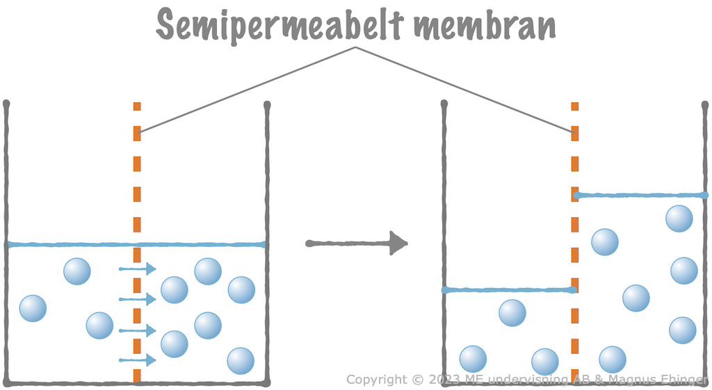 I den vänstra delen av bägaren är koncentrationen av det lösta ämnet lägre än i den högra delen. Därför diffunderar vattnet längs sin koncentrationsgradient in i den högra delen av bägaren.