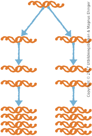 Med hjälp av PCR kan man kopiera DNA i väldigt stora mängder.