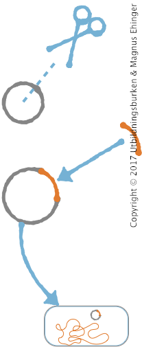 Det uppkopierade DNA:t kan ligeras med en plasmid och föras över till en bakterie.