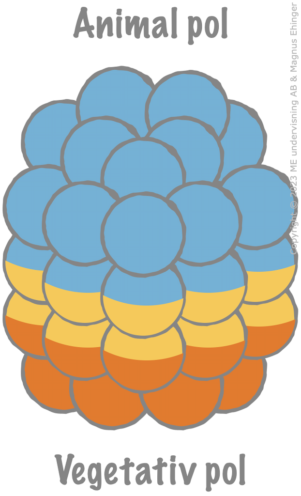 Sjöborre-embryo i morulastadiet.