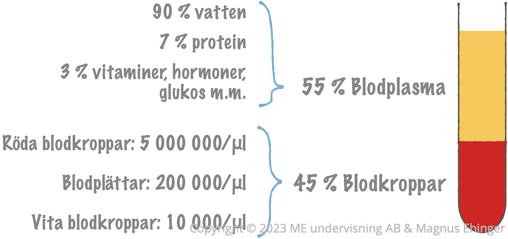 Blodets procentuella sammansättning.