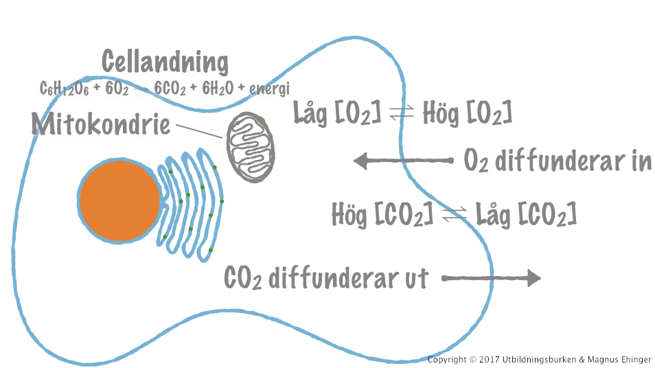 En encellig organism utbyter gaser direkt med den omgivande miljön.