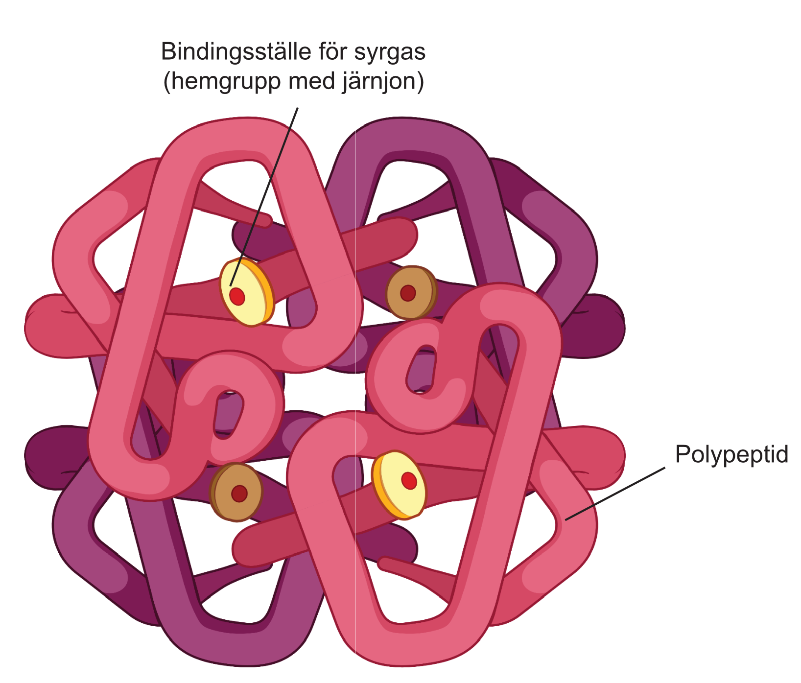 Modell av hemoglobin.