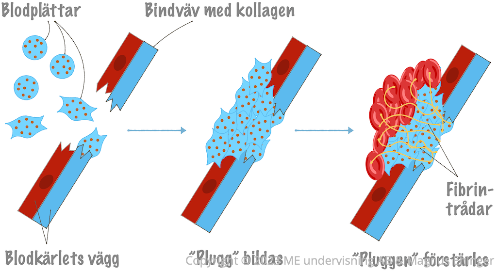 Hur blodet levrar sig.