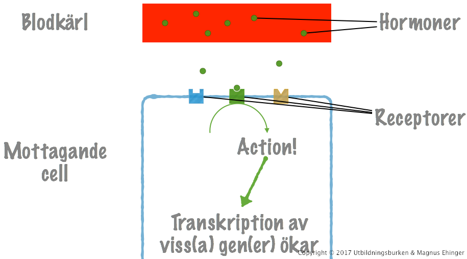 Hur ett hormon verkar. Genom att binda till en receptor, förs en signal in i cellen. Cellen kan svara på denna signal på en rad olika sätt.