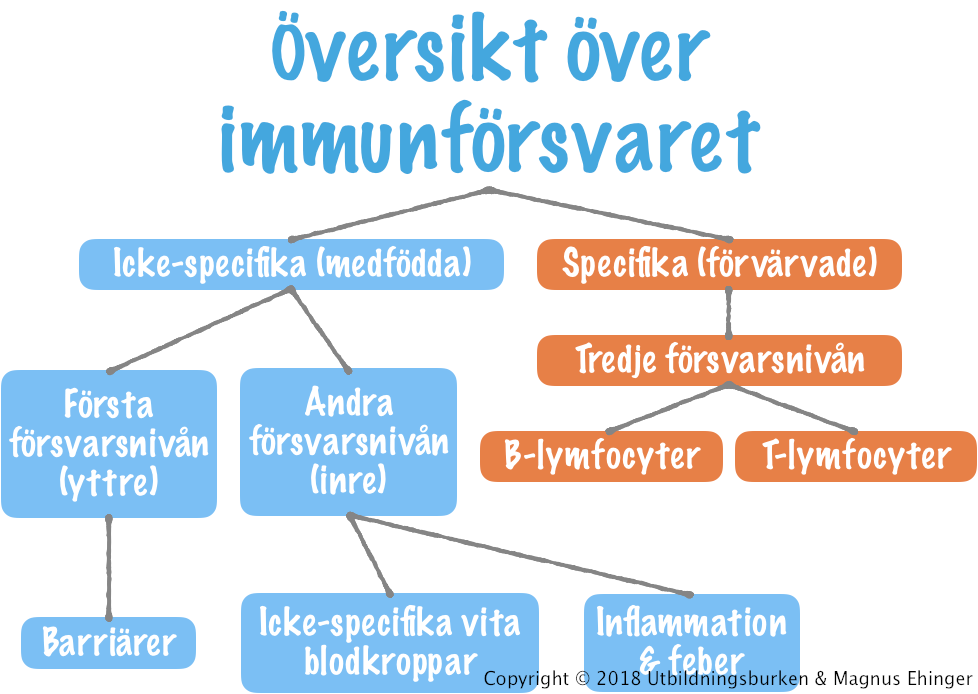 Översikt över immunförsvaret.