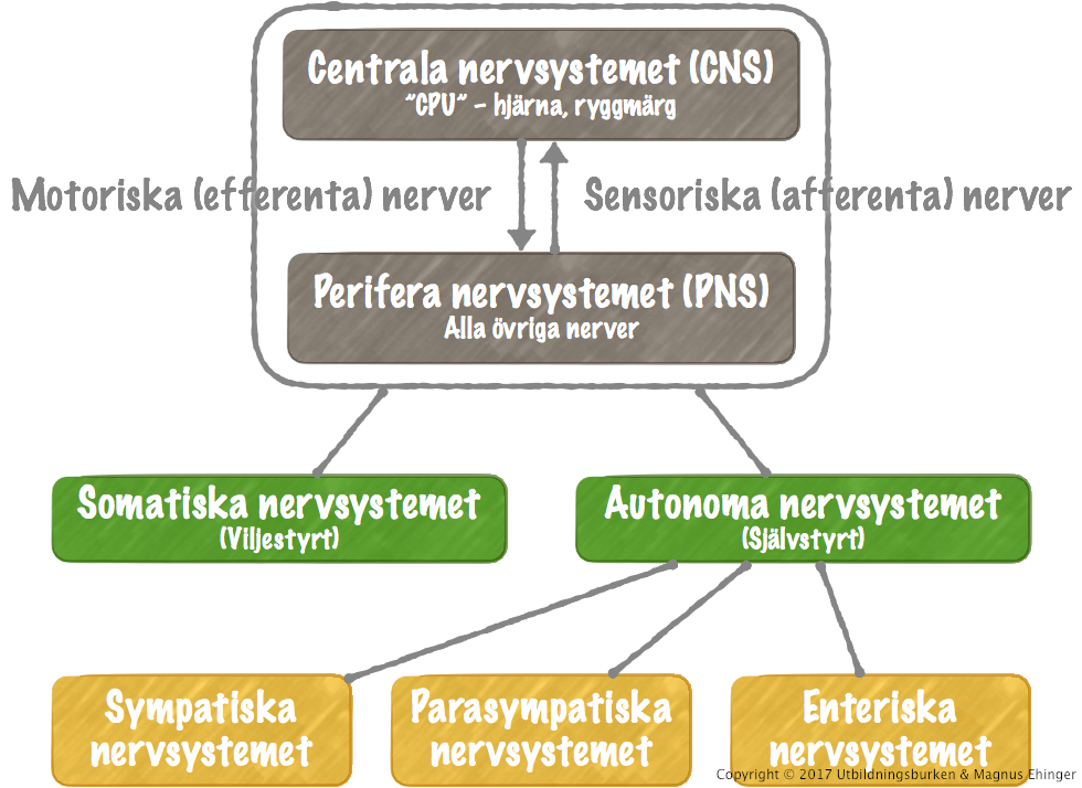 Nervsystemets funktionella indelning.