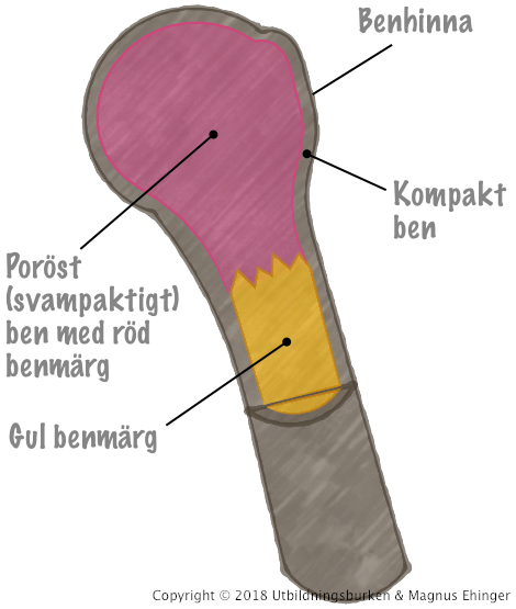Skiss över överarmsbenets anatomi.