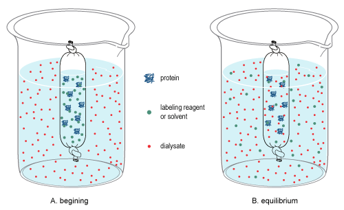 Dialys av ett protein i en dialysslang.