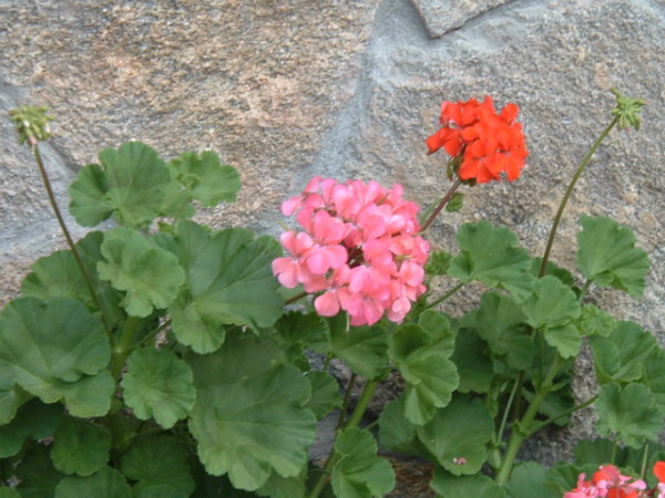 Pelargonium x hortorum