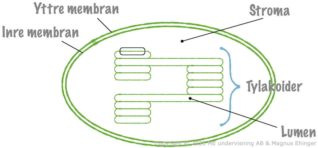 Kloroplasten har både ett yttre och ett inre membran. Dessutom har den ett tredje membransystem, tylakoiderna, där fotosyntesens ljusberoende reaktion äger rum.