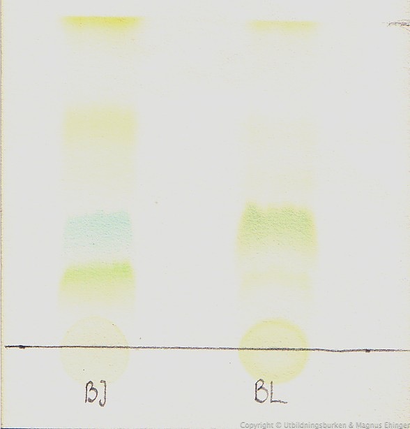 Resultatet av pappperskromatografi av blad från björnbär (BJ) och blåstång (BL).