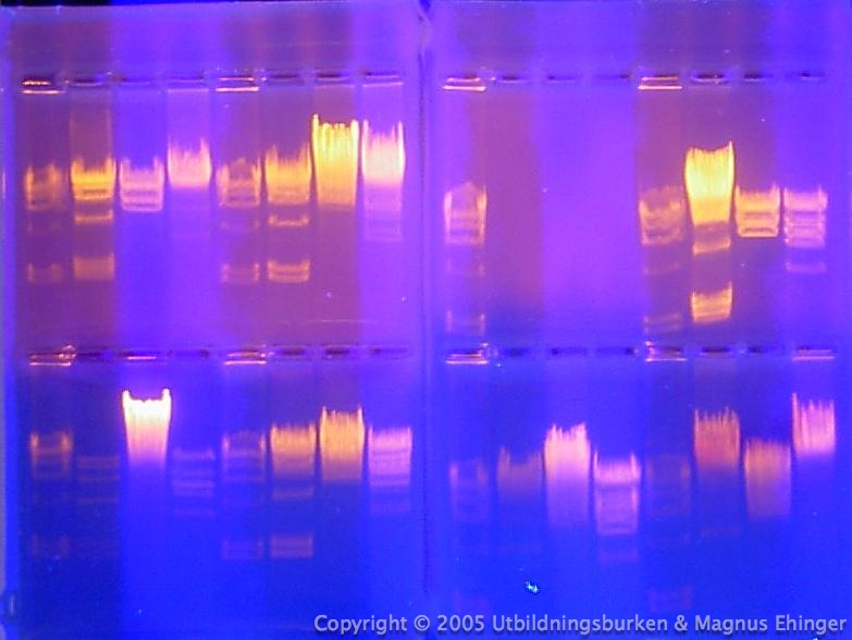 DNA-fragment kluvna med HindIII.