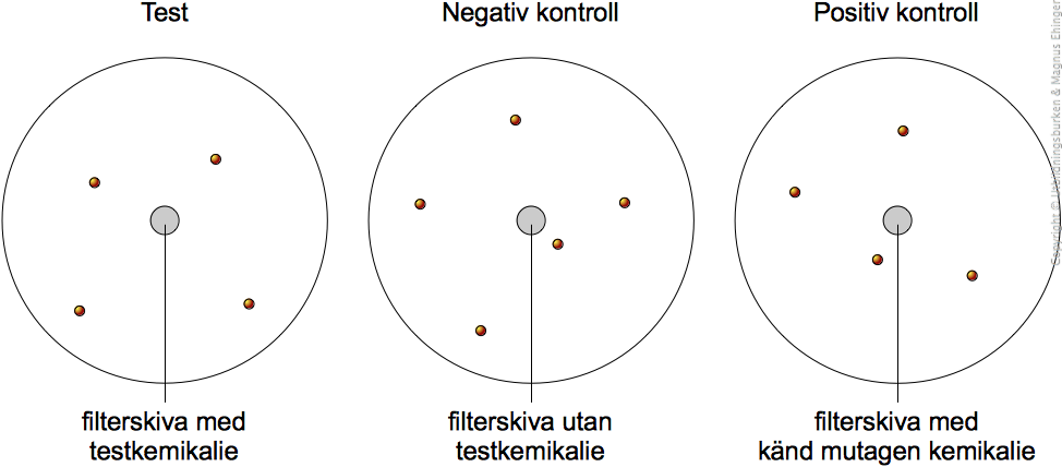 Resultatet av ett Ames-test.
