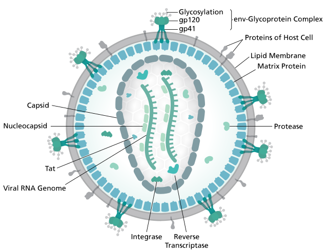 HIV-virusets struktur.