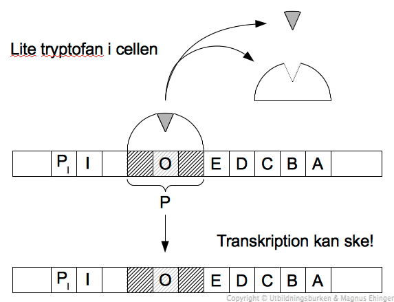 Trp-operonet – Lite tryptofan i cellen.