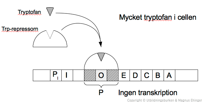 Trp operonet: Mycket tryptofan i cellen