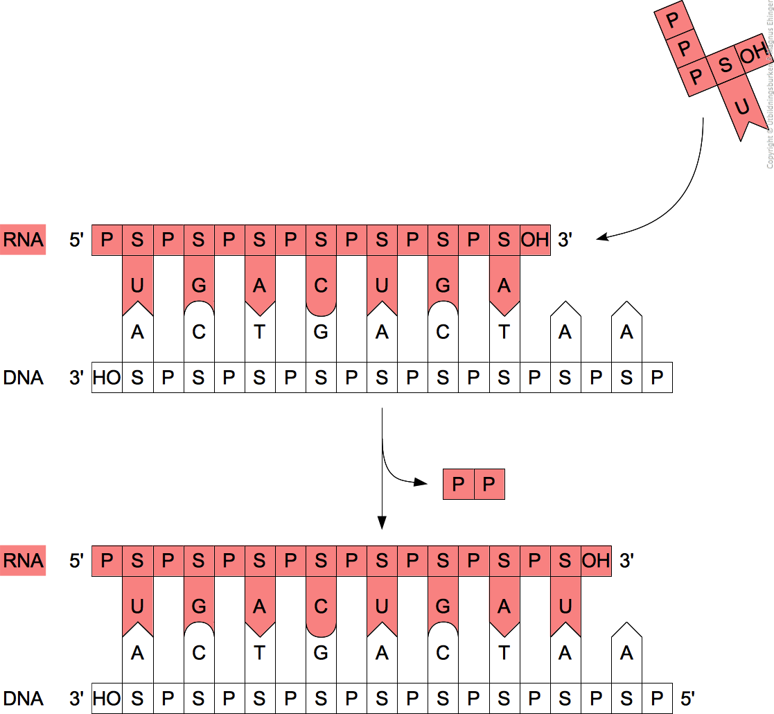 Principen för RNA-syntes (transkription).