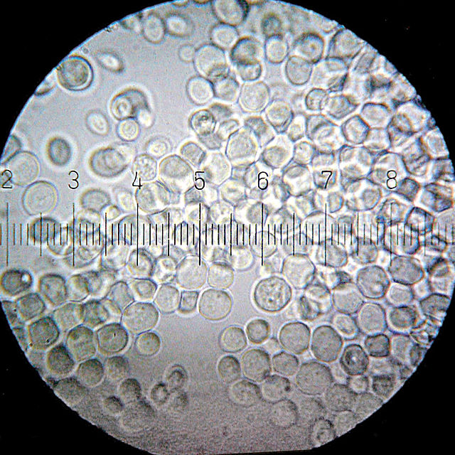 Jäst, Saccharomyces cerevisiae. Varje streck i bilden motsvarar 11μm.