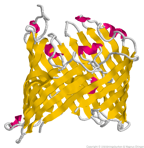 β-tunna
