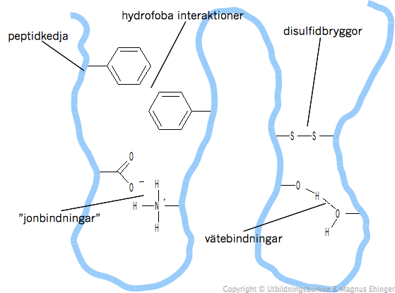 Ett protein hålls huvudsakligen samman med svaga intermolekylära krafter