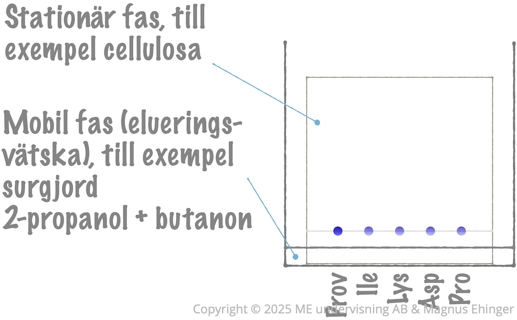 Ett prov med en blandning av aminosyror sätts på ett TLC-platta (längst till vänster) tillsammans med lösningar av kända aminosyror.